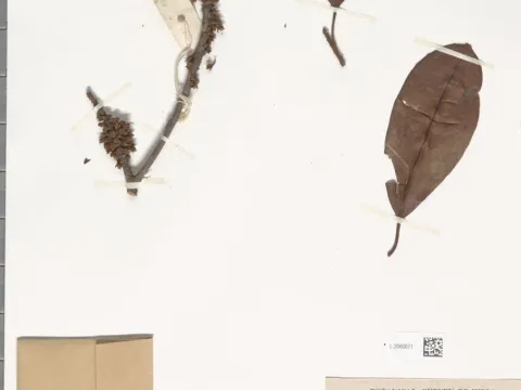 Naturalis Biodiversity Center · CC0 1.0 · GBIF