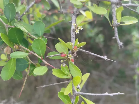 林正文 · CC BY 4.0 · GBIF