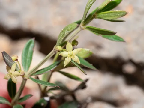 Eleftherios Katsillis · CC BY 4.0 · GBIF