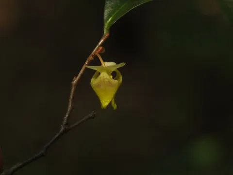 Siddarth Machado · CC BY 4.0 · GBIF