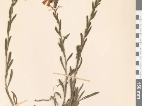 MAG Herbarium · CC BY 4.0 · GBIF