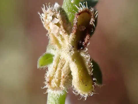 John Cowles · CC0 1.0 · GBIF