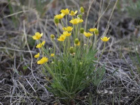 Syd Cannings · CC BY 4.0 · GBIF