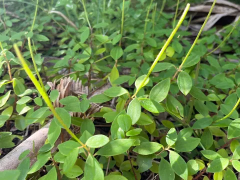 naturedom12 · CC0 1.0 · GBIF