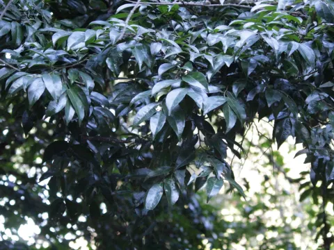 Mahomed Desai · CC BY 4.0 · GBIF