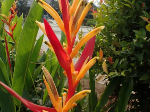 Robert H. Wardell · CC0 1.0 · GBIF
