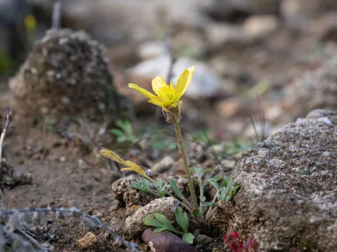 Eleftherios Katsillis · CC BY 4.0 · GBIF