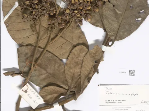 Naturalis Biodiversity Center · CC0 1.0 · GBIF