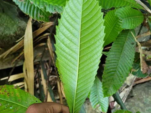 Pranav Chandra Bose · CC BY 4.0 · GBIF