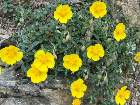 Florencia Grattarola · CC BY 4.0 · GBIF