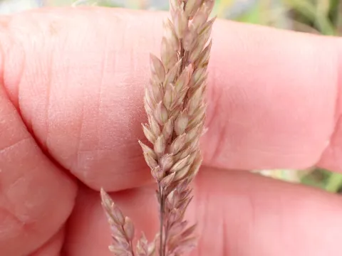 Peter de Lange · CC0 1.0 · GBIF