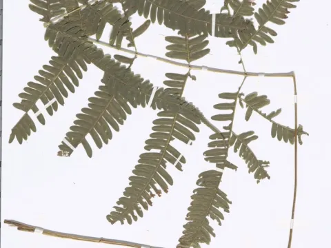 Naturalis Biodiversity Center · CC0 1.0 · GBIF