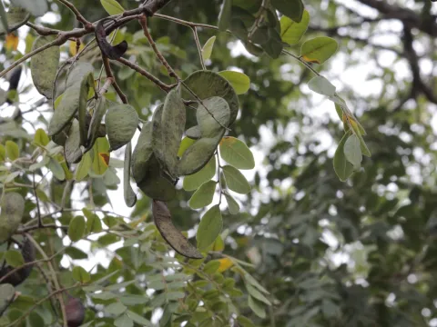 Mahomed Desai · CC BY 4.0 · GBIF
