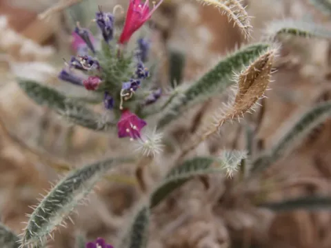 Olivier Argagnon · CC BY 4.0 · GBIF