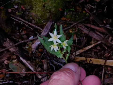 Peter Crowcroft · CC BY 4.0 · GBIF