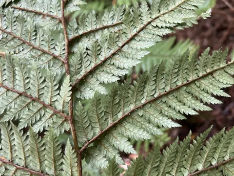 Hannah Rogers · CC BY 4.0 · GBIF