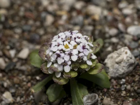 Eleftherios Katsillis · CC BY 4.0 · GBIF