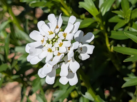 Denis Bastianelli · CC BY 4.0 · GBIF