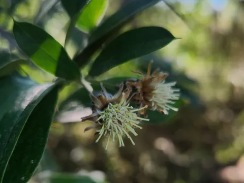 ANDRÉS GONZÁLEZ · CC0 1.0 · GBIF