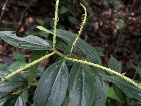 Jared Shorma · CC BY 4.0 · GBIF