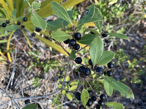 Senna Bryce Robeson · CC BY 4.0 · GBIF