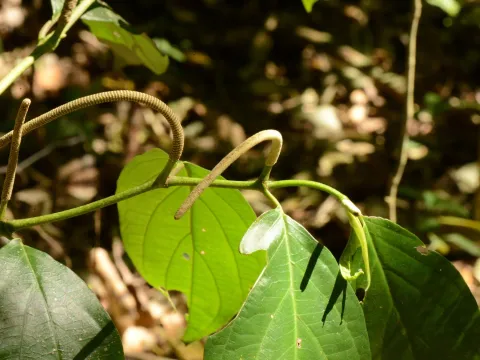 Acevedo, P. · CC0 1.0 · GBIF