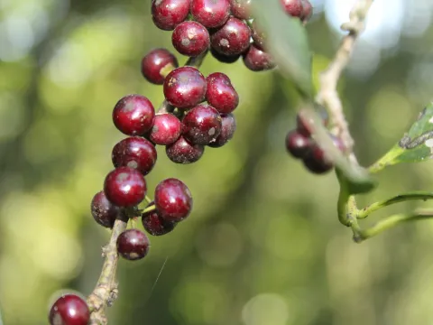 William G. Borges · CC BY 4.0 · GBIF
