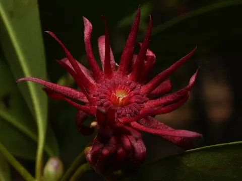Anders Hastings · CC BY 4.0 · GBIF