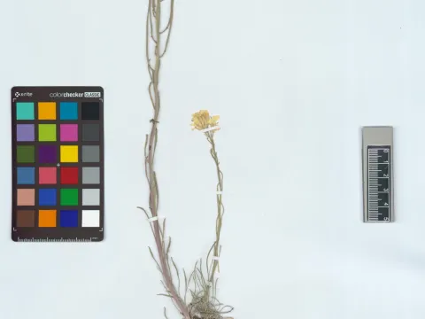 KUZ Herbarium · CC BY 4.0 · GBIF