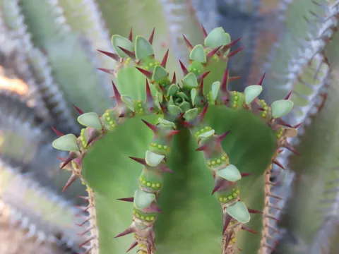 dune_ninja · CC0 1.0 · GBIF
