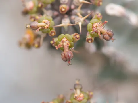 Morten Ross · CC BY 4.0 · GBIF