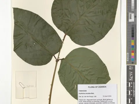 Royal Botanic Gardens, Kew · CC BY 4.0 · GBIF