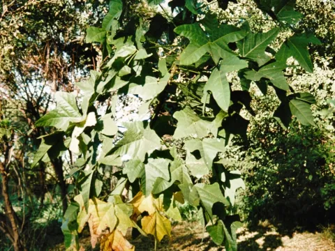 i_c_riddell · CC BY 4.0 · GBIF