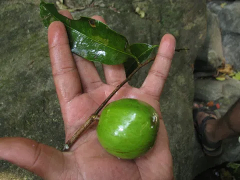Siddarth Machado · CC BY 4.0 · GBIF