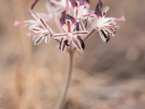 Morten Ross · CC BY 4.0 · GBIF