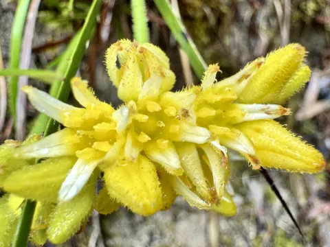pimelea · CC BY 4.0 · GBIF