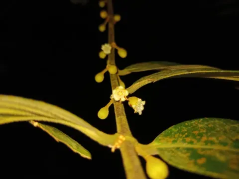 Samuel Lee · CC BY 4.0 · GBIF