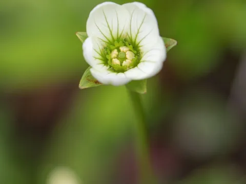 Morten Ross · CC BY 4.0 · GBIF