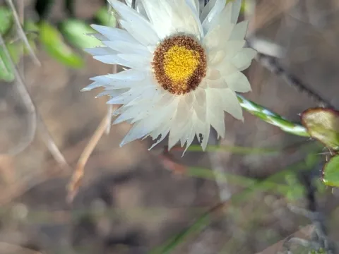 biogeek · CC BY 4.0 · GBIF