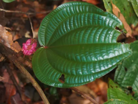 Cheongweei Gan · CC BY 4.0 · GBIF
