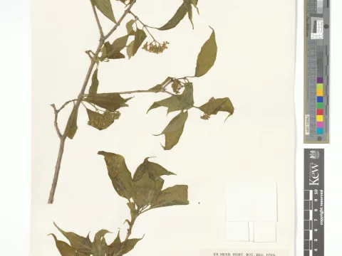 Royal Botanic Gardens, Kew · CC BY 4.0 · GBIF