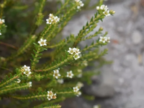 Justin Ponder · CC BY 4.0 · GBIF
