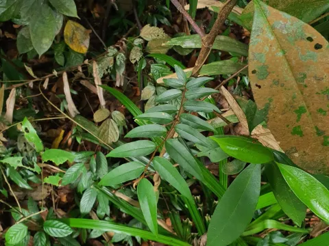 pbsg · CC BY 4.0 · GBIF