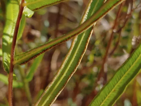 stinger · CC BY 4.0 · GBIF
