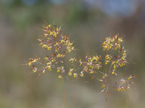 Kym Nicolson · CC BY 4.0 · GBIF