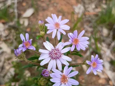 grampianshiker · CC BY 4.0 · GBIF