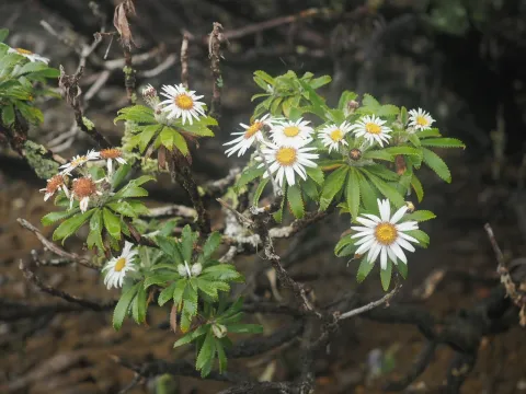 Felix Collins · CC BY 4.0 · GBIF