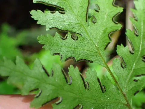 Michael Berardozzi · CC BY 4.0 · GBIF