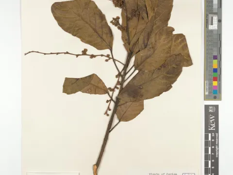 Royal Botanic Gardens, Kew · CC BY 4.0 · GBIF