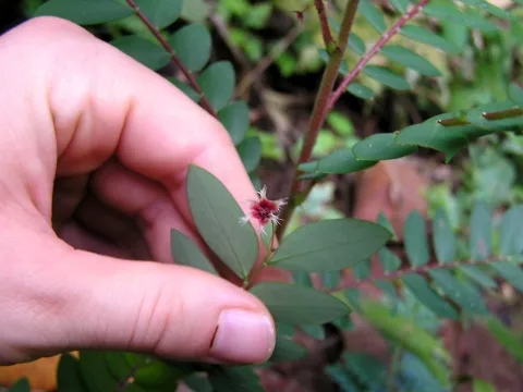 Nasser Halaweh · CC BY 4.0 · GBIF
